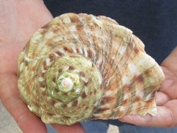 For Sale 5 inch Turbo Marmoratus, green turban shell - $26