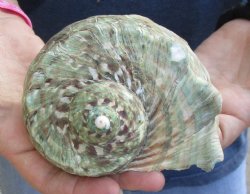 For Sale 5 inch Turbo Marmoratus, green turban shell - $26