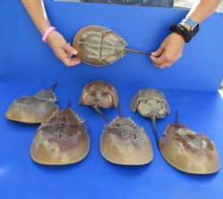 7 Molted Horseshoe Crab Shells, 12" to 13" - $50