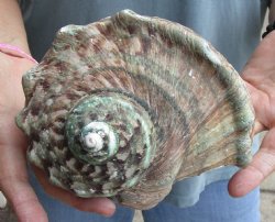 6-1/2 inch Turbo Marmoratus, green turban shell - $34