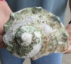 B-Grade 6 inch Turbo Marmoratus, green turban shell for $18