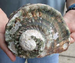 B-Grade 6 inch Turbo Marmoratus, green turban shell for $18