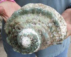 B-Grade 6 inch Turbo Marmoratus, green turban shell for $18