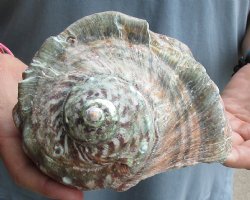 6-1/2 inch Turbo Marmoratus, green turban shell - $34