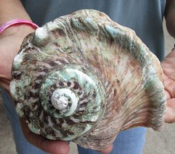 6 inch Turbo Marmoratus, green turban shell - $34