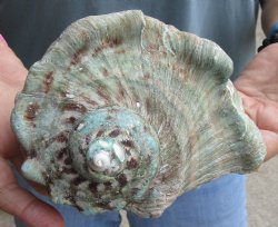 6 inch Turbo Marmoratus, green turban shell - $34