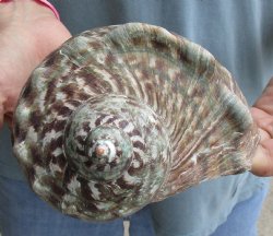 6 inch Turbo Marmoratus, green turban shell - $34