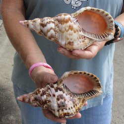 2 piece lot of Caribbean Triton Trumpet seashells 7 inches - Buy Now for $32.00/lot