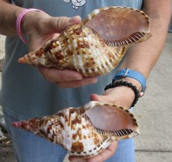 2 piece lot of Caribbean Triton Trumpet seashells 7 inches - Buy Now for $32.00/lot