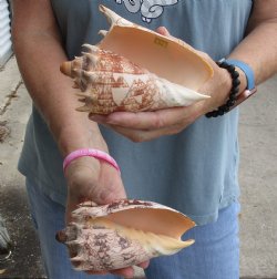 2 piece lot of Imperial Volute seashells 5-3/4 inches - $18/lot