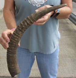 Buy thisB-Grade 21 inch Roan Horn for $15