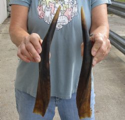 Matching pair of Nyala horns for sale measuring approximately 16 inches for $30