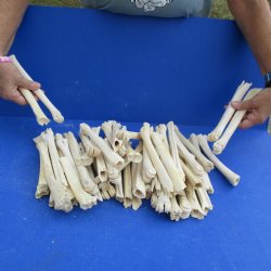 50 Damaged Deer Leg Bones, 6" to 10" - $25