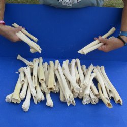 50 Damaged Deer Leg Bones, 6" to 10" - $25