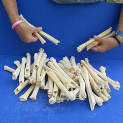 50 Damaged Deer Leg Bones, 6" to 10" - $25