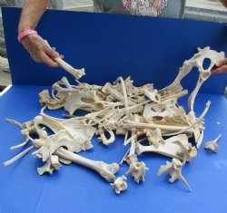 8lbs of Assorted Deer & Boar Bones - $50