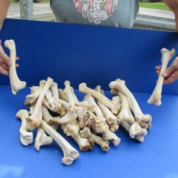 30 Semi-Clean Deer Leg Bones, 7" to 12" - $30