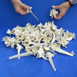 50 Wild Boar Vertebrae Bones, 2-1/2" to 6" - <font color=red>Special Price $50</font>