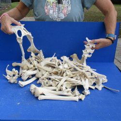 8lbs of Assorted Deer & Boar Bones - $50