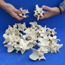 20 Deer Neck Vertebrae, 3" to 4" - <font color=red>Special Price $25</font>