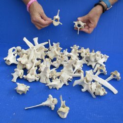 50 Wild Boar Vertebrae Bones, 2-1/2" to 6" - <font color=red>Special Price $50</font>