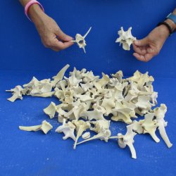 50 Wild Boar Vertebrae Bones, 2-1/2" to 6" - <font color=red>Special Price $50</font>