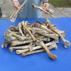 50 Nature Cleaned Deer Leg Bones, 7" to 12" - <font color=red>Special Price $25</font>