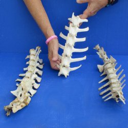 3 Sets of Semi-Clean Deer Vertebrae with 2 Sacrum - $25