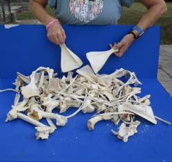 8lbs of Assorted Deer & Boar Bones - $50