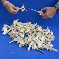 50 Wild Boar Vertebrae Bones, 2-1/2" to 6" - <font color=red>Special Price $50</font>