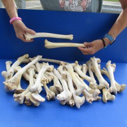 30 Semi-Clean Deer Leg Bones, 7" to 12" - $30