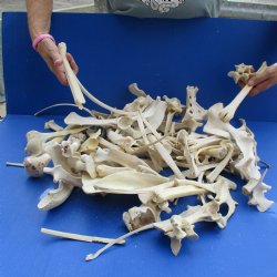 8lbs of Assorted Deer & Boar Bones - $50