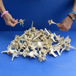 50 Wild Boar Vertebrae Bones, 2-1/2" to 6" - <font color=red>Special Price $50</font>