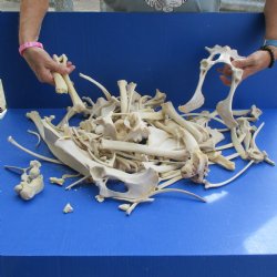 8lbs of Assorted Deer & Boar Bones - $50