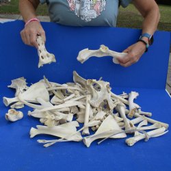 8lbs of Assorted Deer & Boar Bones - $50