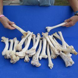 20 Semi-Clean Deer Leg Bones, 8" to 12" - $25