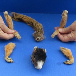 Preserved Fox Squirrel Head, Legs, & Tail - $20