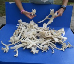 8lbs of Assorted Deer & Boar Bones - $50