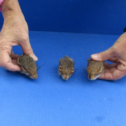 3 Preserved Squirrel Heads - $30