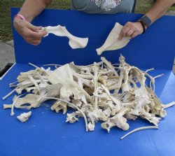 8lbs of Assorted Deer & Boar Bones - $50