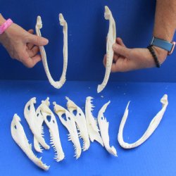 Assortment of Alligator Lower Jaw Bones - $15