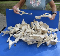 50 Deer Pelvis Bones - <font color=red>Special Price $25</font>