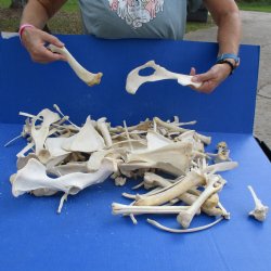 8lbs of Assorted Deer & Boar Bones - $50