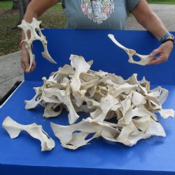 50 Deer Pelvis Bones - <font color=red>Special Price $25</font>