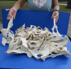 50 Deer Pelvis Bones - <font color=red>Special Price $25</font>