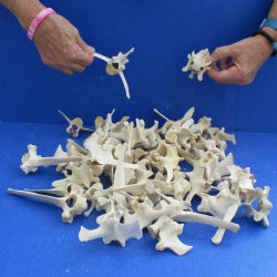 50 Wild Boar Vertebrae Bones, 2-1/2" to 6" - <font color=red>Special Price $50</font>