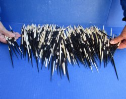 Buy Now 300 piece bulk lot of Thick African Porcupine Quills 5-7/8 to 6-1/2 inch for $195/lot