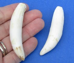 2 pc lot of Alligator Teeth 3 inch - <font color=red>Special Price </font> $15/lot