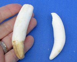 2 pc lot of Alligator Teeth 3 inch - <font color=red>Special Price </font>$15/lot