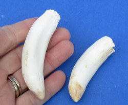 2 pc lot of Alligator Teeth 3 and 3-3/8 inch - <font color=red>Special Price </font>$15/lot